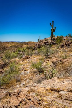 Arizona Eyaleti 88. karayolu boyunca çöl manzarası. Apaçi Patikası olarak bilinen eski bir posta arabası rotası..