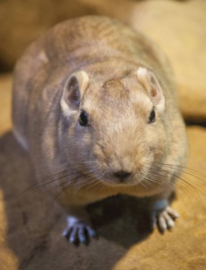 Çöl sıçan kemirgen portre