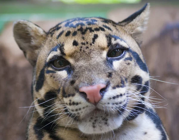 Trüben Leoparden Porträt Seltene Wildkatze Suchen — Stockfoto