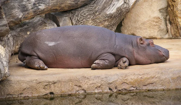 Hippopotame Repose Près Eau Milieu Journée Sécheresse Thermique — Photo