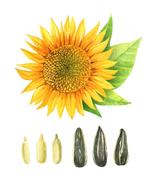 Watercolor illustration of sunflower with leaves and seeds isolated on white background — Stock Photo, Image