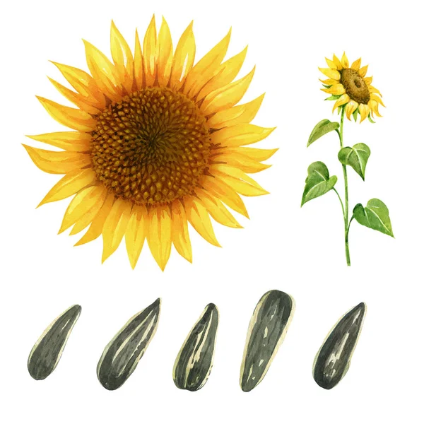 Watercolor illustration of sunflower with leaves and seeds isolated on white background with clipping paths — Stock Photo, Image
