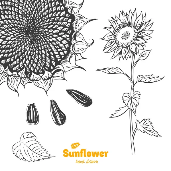 Sunflower hand drawn illustration — Stock Vector