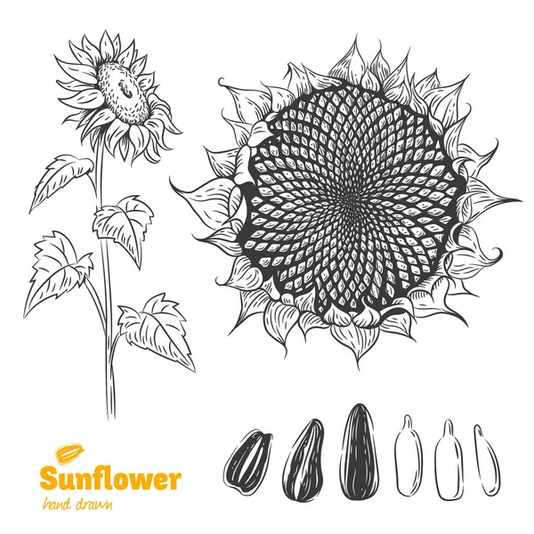 Sunflower hand drawn illustration — Stock Vector