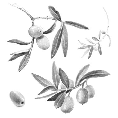 Zeytin dalları izole kalem yandan resimde çizilmiş 