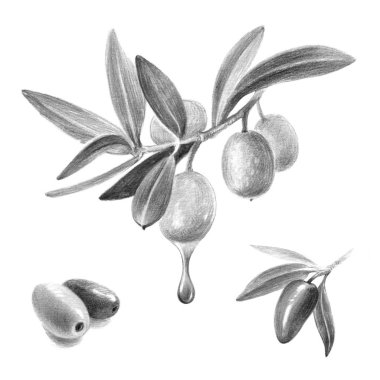 Zeytin kalem elle çizilmiş illüstrasyon izole 