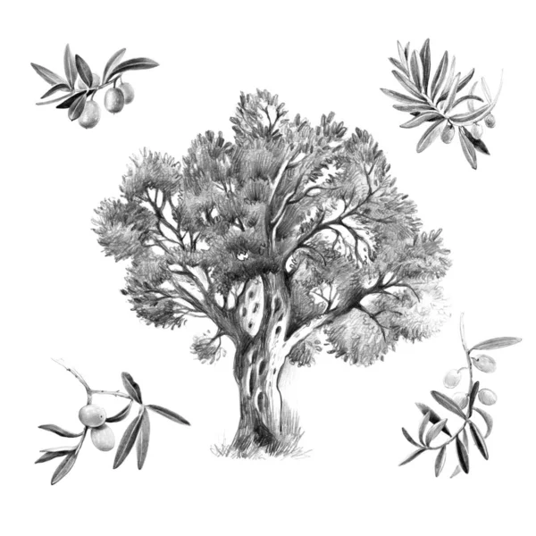 Оливковое дерево изолированные карандаш рисованной иллюстрации — стоковое фото