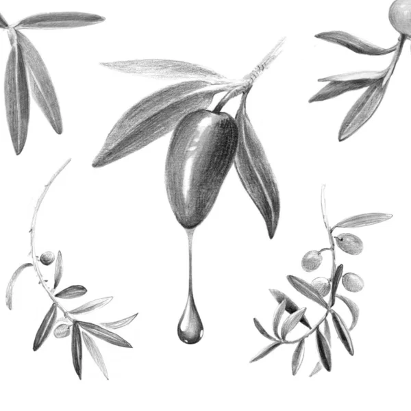 Oliven isoliert Bleistift handgezeichnete Abbildung — Stockfoto