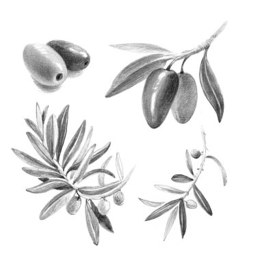 Zeytin kalem elle çizilmiş illüstrasyon izole 