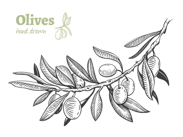 Olives, ensemble d'illustrations vectorielles dessinées à la main — Image vectorielle