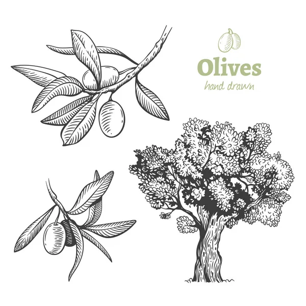 Olive, set illustrazione vettoriale disegnato a mano — Vettoriale Stock