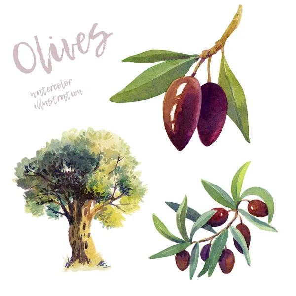 Olives watercolor hand drawn illustration — Stock Photo, Image