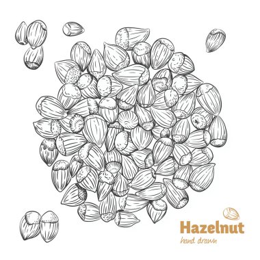 Fındık çizilmiş illüstrasyon vektör
