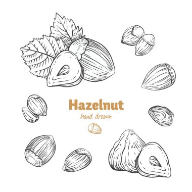 Fındık çizilmiş illüstrasyon vektör