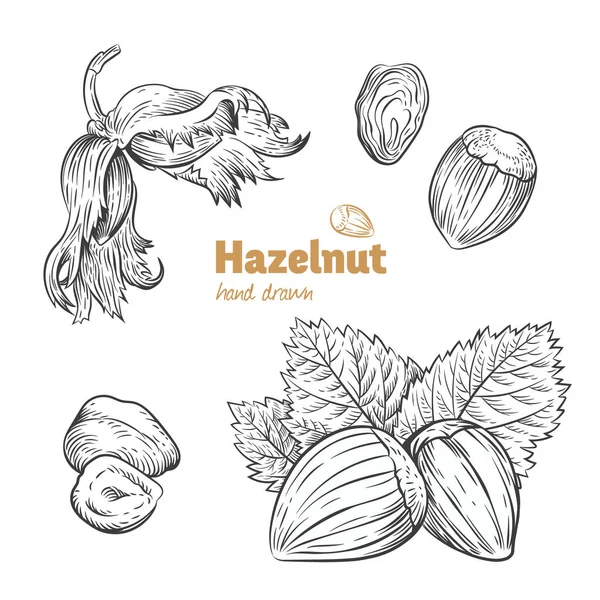 Векторная иллюстрация из Hazelnuts — стоковый вектор