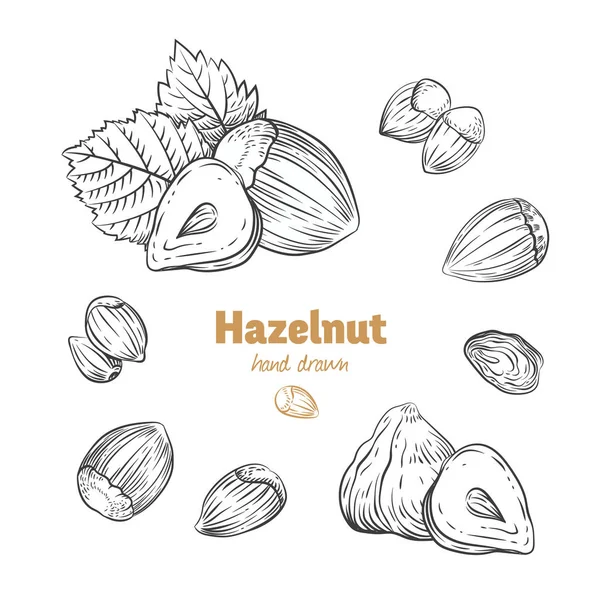 Fındık çizilmiş illüstrasyon vektör