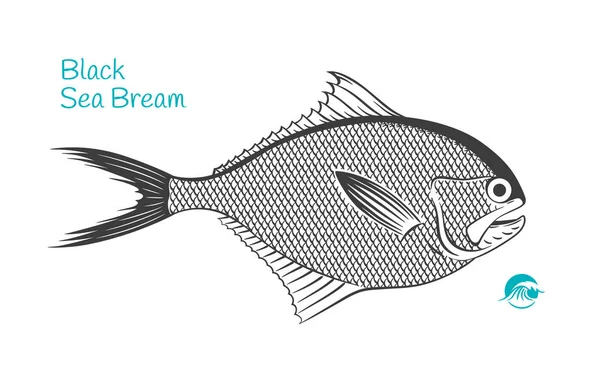 Mar Negro Bream ilustração desenhada à mão — Vetor de Stock