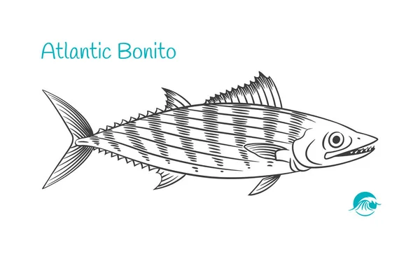 Bonito Atlántico ilustración dibujada a mano — Vector de stock