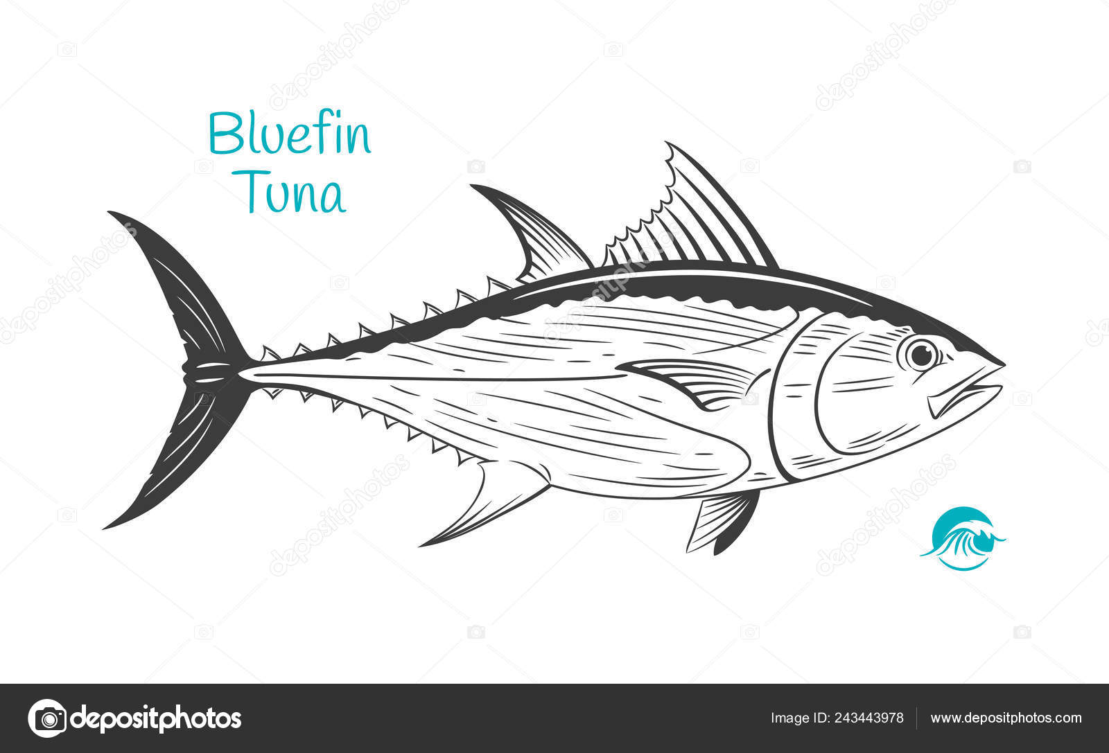 Atlantic Bluefin Tuna Drawing