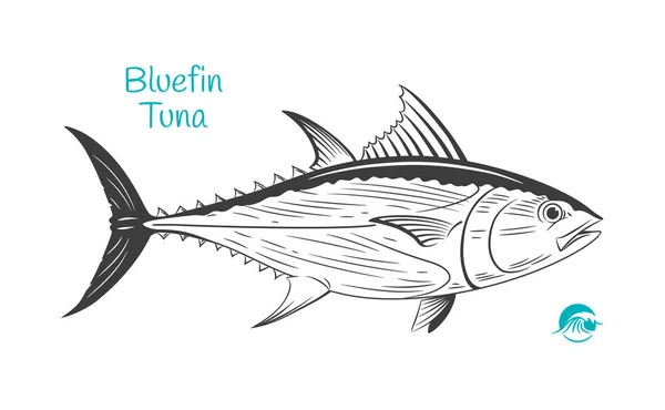 Ilustração desenhada à mão sobre atum rabilho — Vetor de Stock