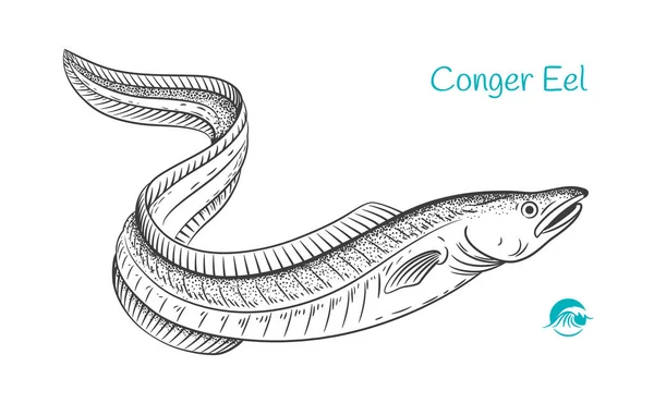 Conger yılan balığı çizilmiş illüstrasyon — Stok Vektör