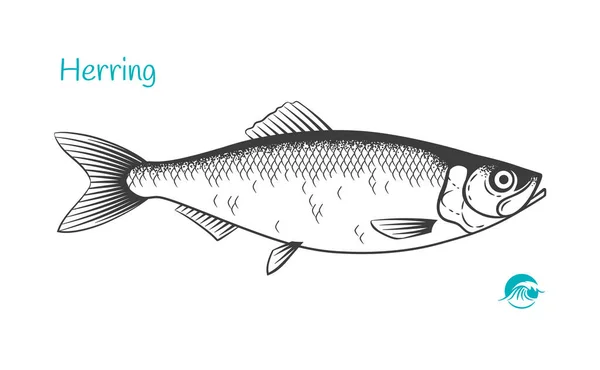 Ringa balığı çizilmiş illüstrasyon — Stok Vektör