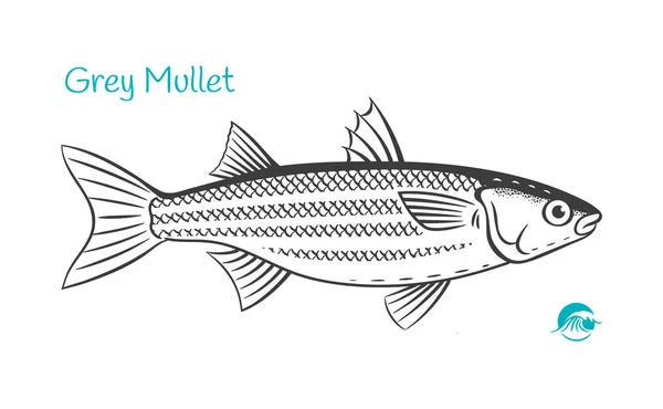 Grey Mullet hand-drawn illustration — Stock Vector