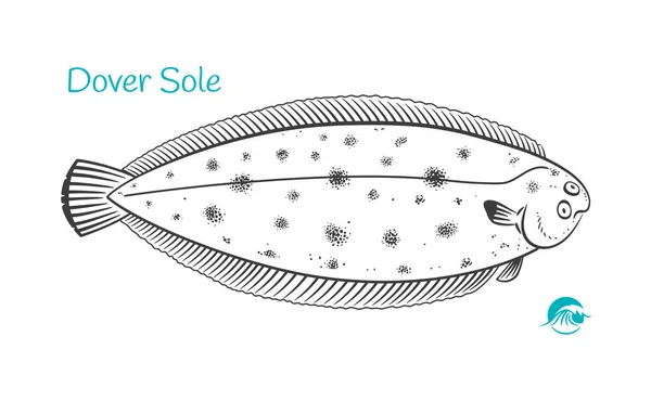 Dover Sole çizilmiş illüstrasyon — Stok Vektör