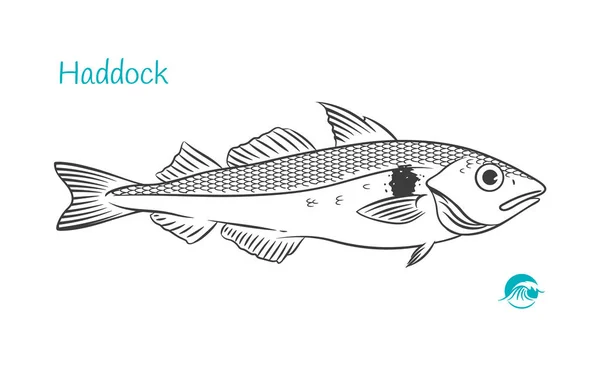 Haddock handritade illustration — Stock vektor