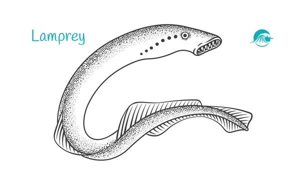Lamprey hand-drawn illustration — Stock Vector