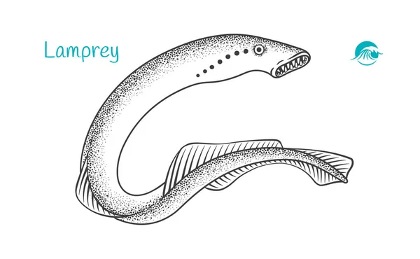 Lampreia ilustração desenhada à mão —  Vetores de Stock