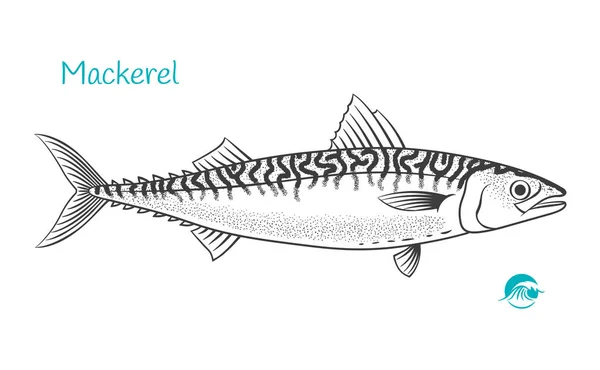 Makreel handgetekende illustratie — Stockvector