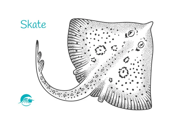 Skate ilustración dibujada a mano — Vector de stock