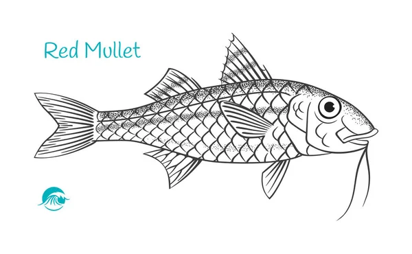 Red Mullet hand-drawn illustration — Stock Illustration Red Mullet hand-drawn illustration Stock Vector