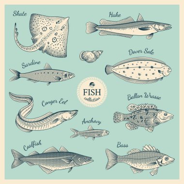 Vintage fish illustration set clipart