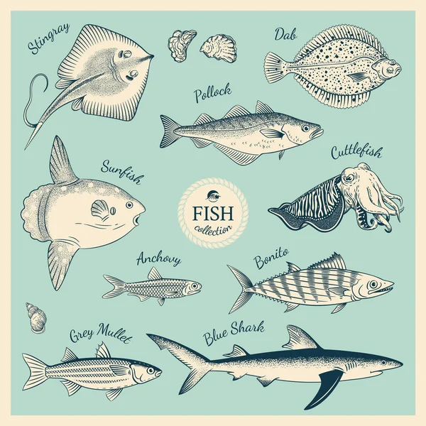 Conjunto de ilustración de pescado Vintage — Archivo Imágenes Vectoriales