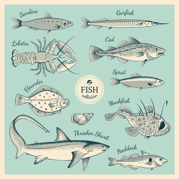 Vintage pesce illustrazione set — Vettoriale Stock