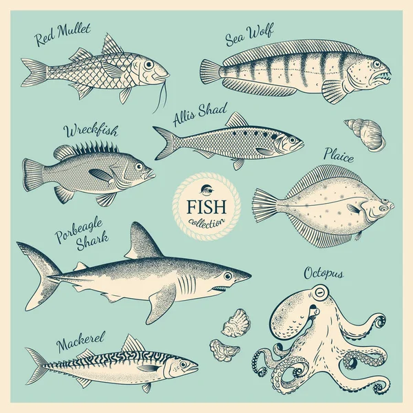 Vintage fish illustration set — Stock Illustration Vintage fish illustration set Stock Illustration