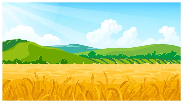 Summer field vector illustration — Stock Vector