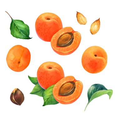 Kayısı suluboya illüstrasyon