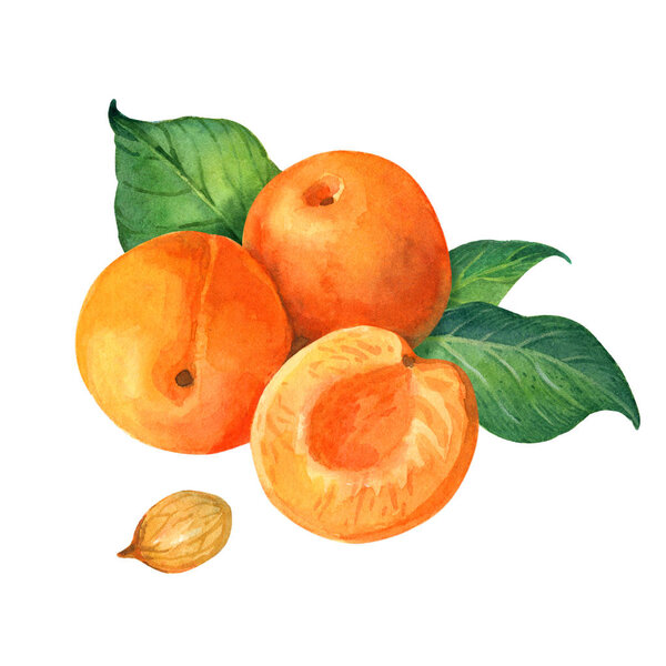 Apricot watercolor illustration