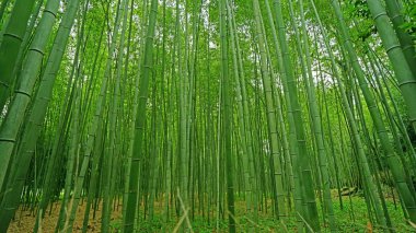Japonya zen bahçe yeşil bambu bitki ormanda