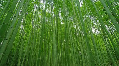 Japonya zen bahçe yeşil bambu bitki ormanda