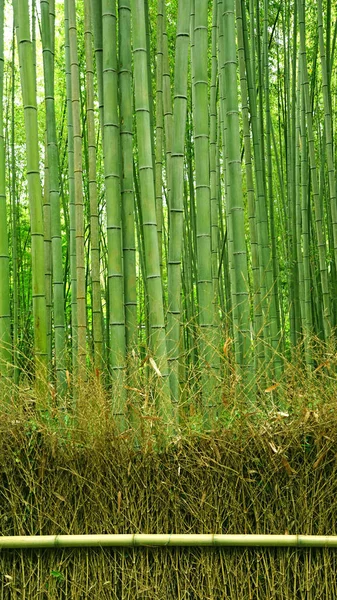The vertical green bamboo plant forest and fence in Japan zen garden