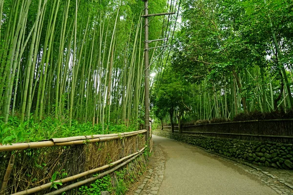 The green bamboo plant forest and footpath in Japan zen garden