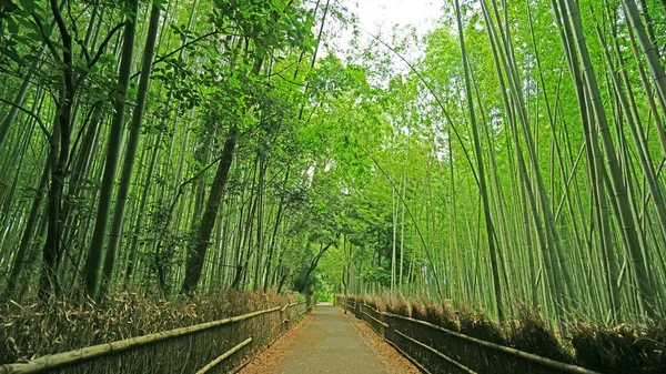 緑の竹林工場と日本禅の庭の小道 — ストック写真