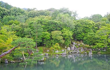 Pinus thunbergii, bitkiler, dağ, göl Japonya zen bahçesinde yansıması ile