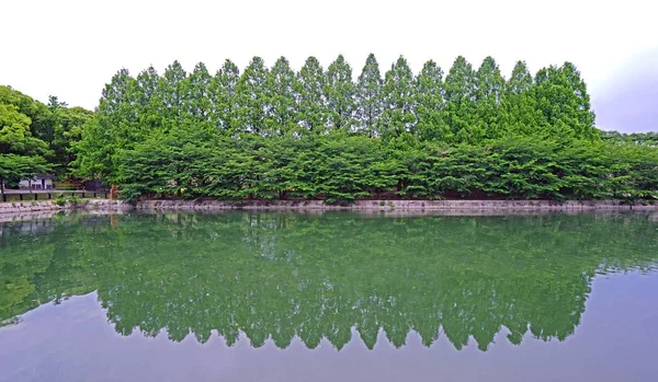 Plantas Verdes Árvores Com Reflexão Sobre Lago Japão Parque Público — Fotografia de Stock