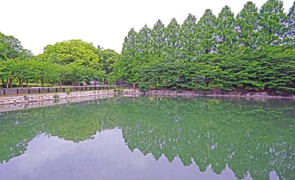 Zielonych Roślin Drzew Refleksji Nad Jezioro Parku Publicznym Japonii — Zdjęcie stockowe