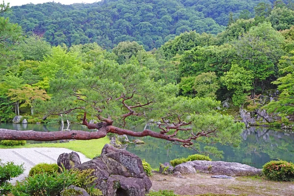 Pinus thunbergii, bitkiler, dağ, göl Japonya zen bahçesinde yansıması ile